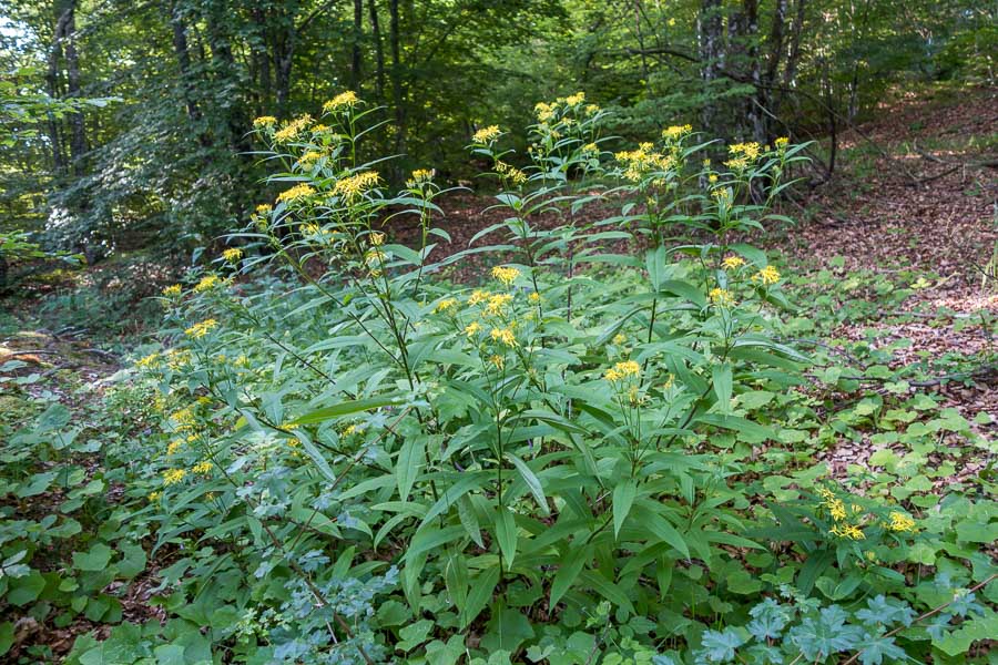 Senecio ovatus subsp. alpestris / Senecione alpestre